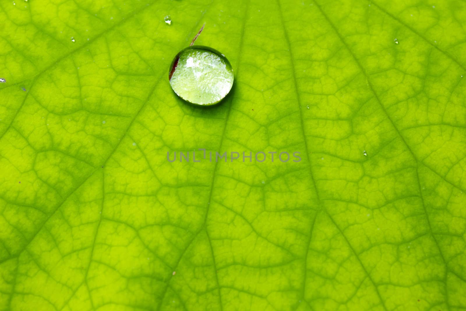 Closeup of green leaf with water drops from dew and veins