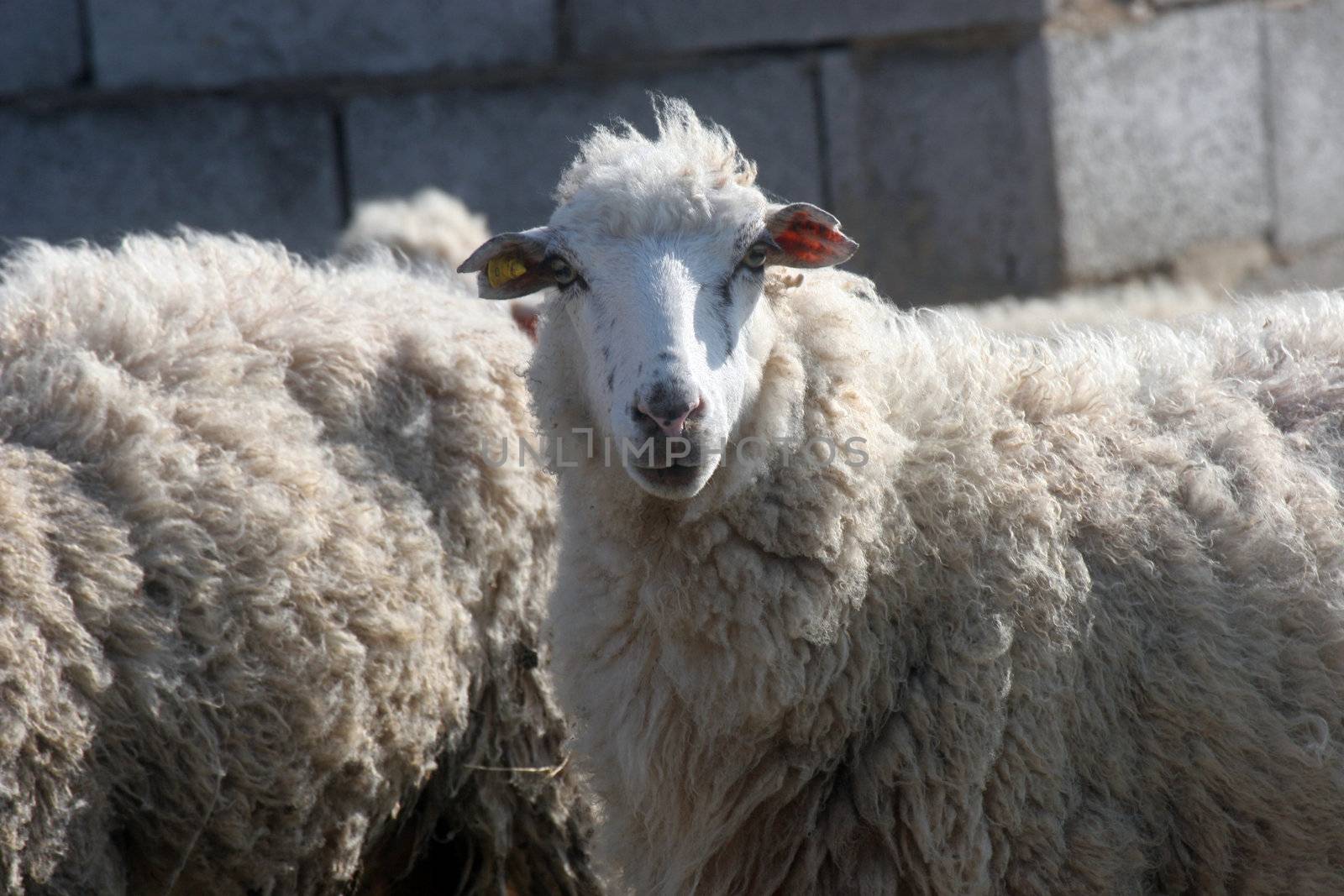 Sheep