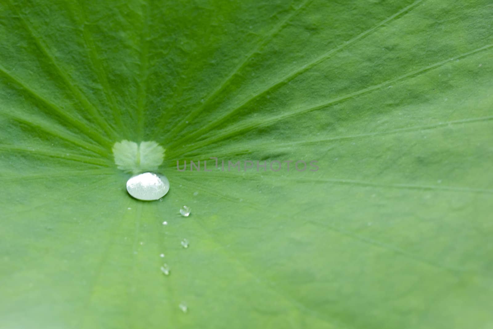Closeup of green leaf with water drops from dew and veins