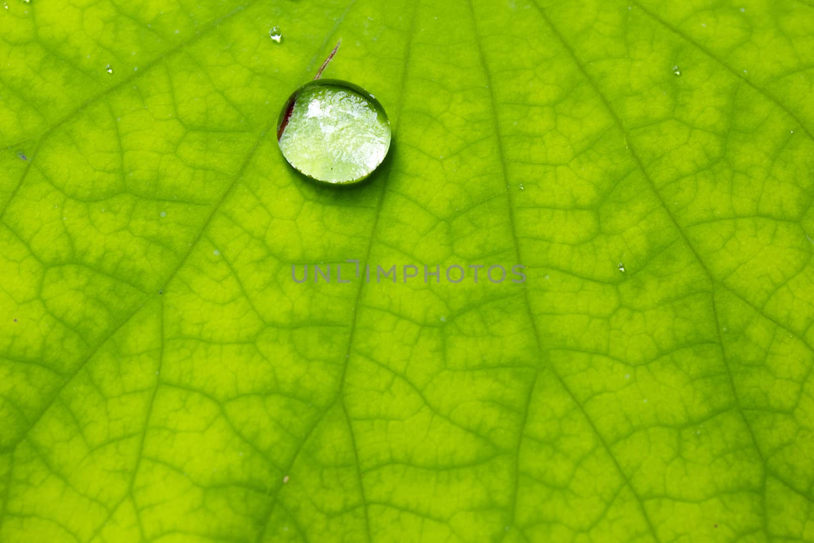 Closeup of green leaf with water drops from dew and veins