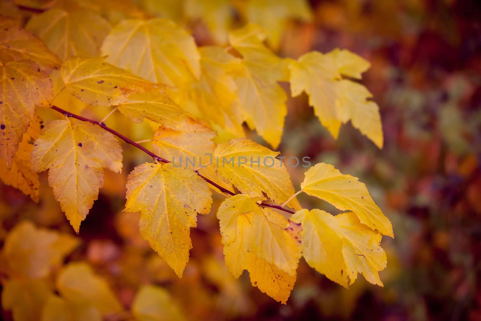 Colorful leaves by Raimundas