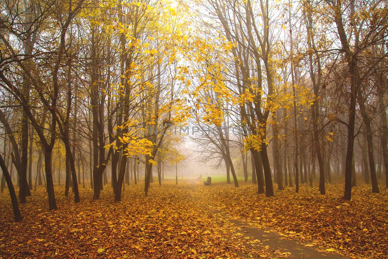 autumn by Raimundas