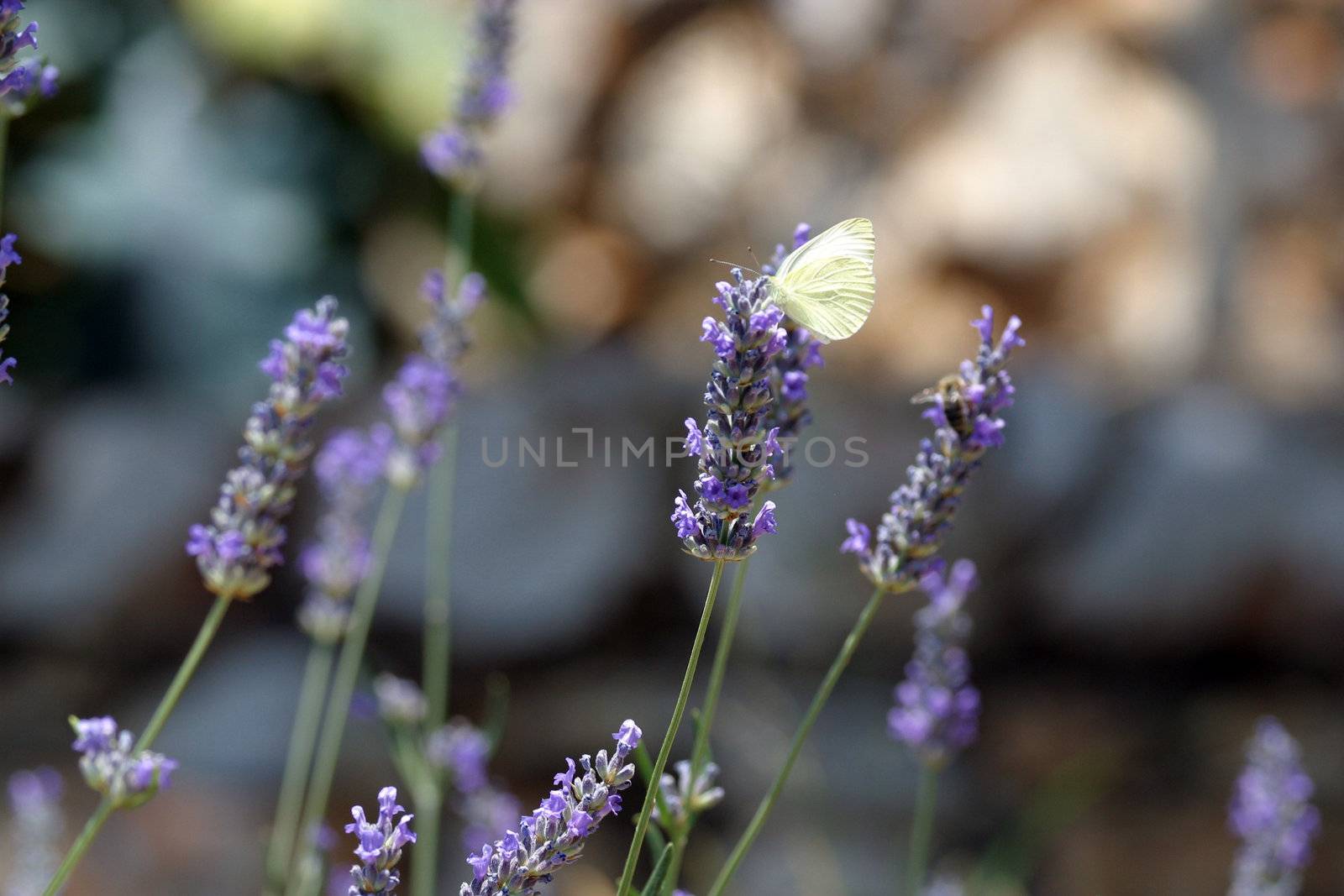 White butterfly feeding on blue flowers