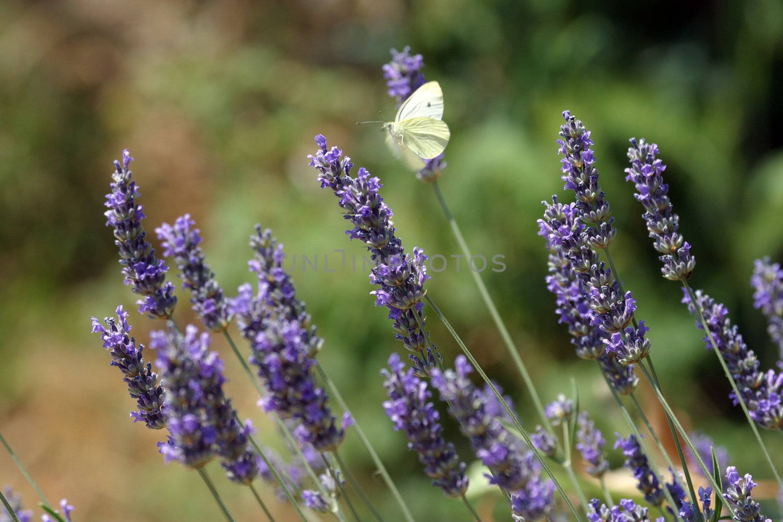 White butterfly feeding on blue flowers