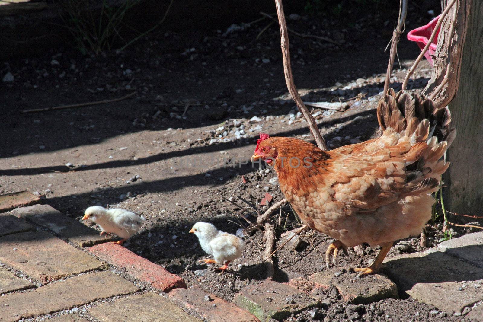 Chicken feed their young chicks