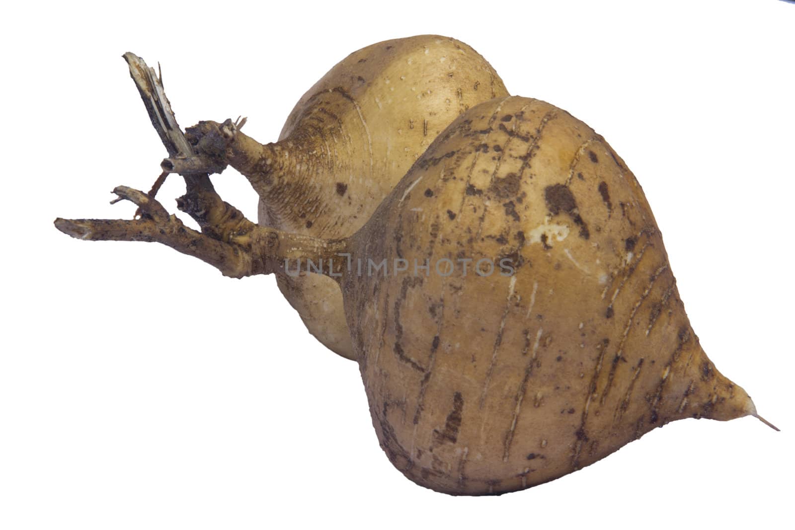 brown yam root isolated on white