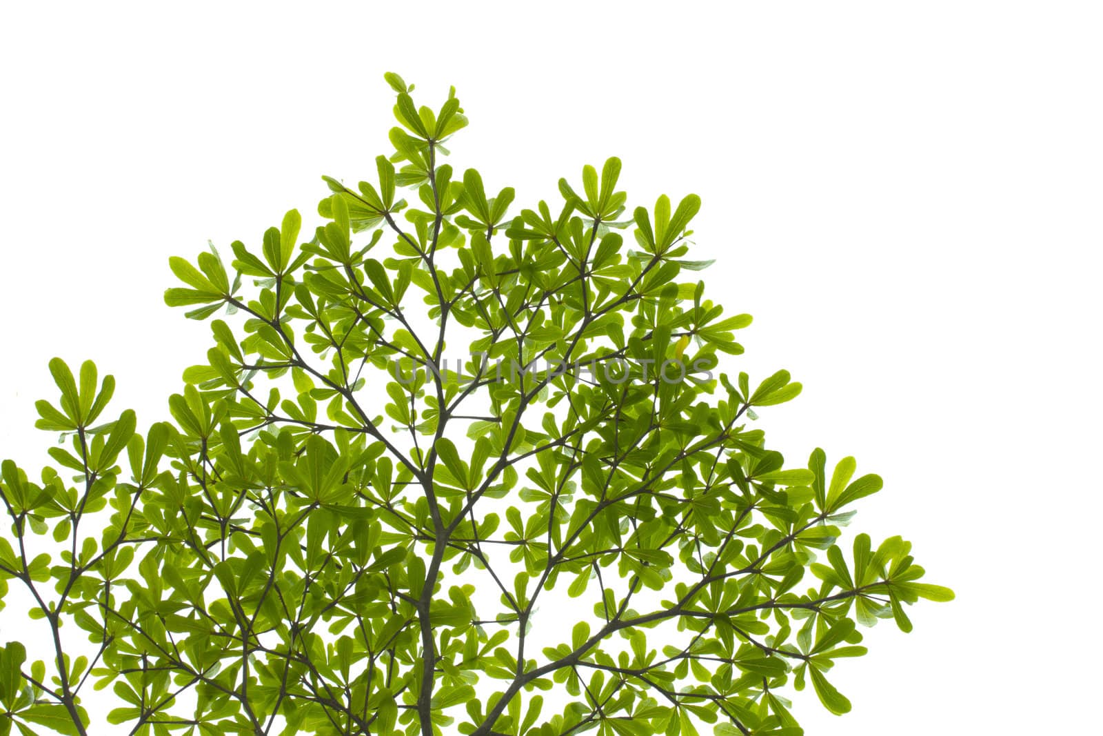 Green leaves on white background 