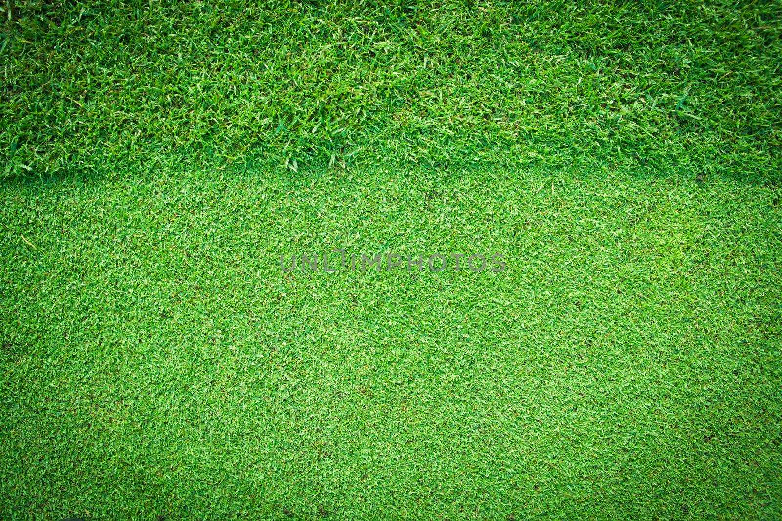 Real green grass background by Suriyaphoto