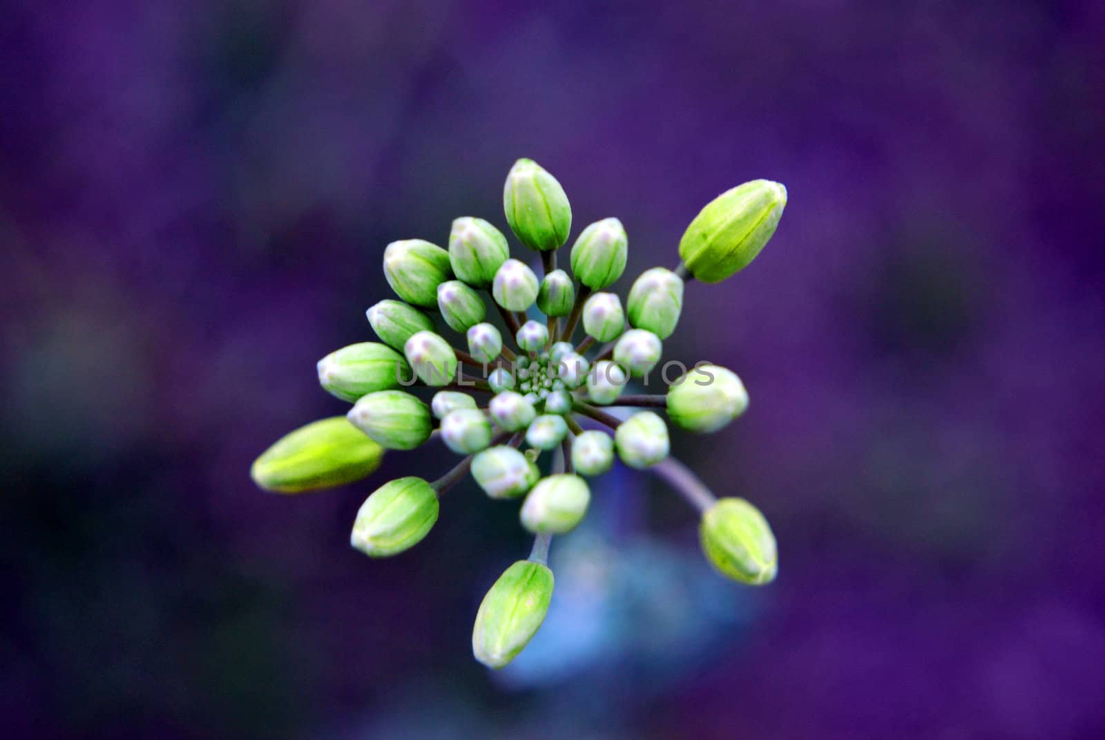 buds of plant