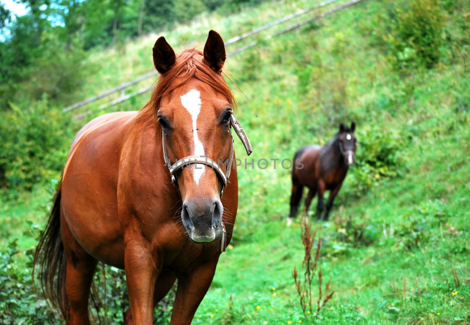 chestnut horses on grazing