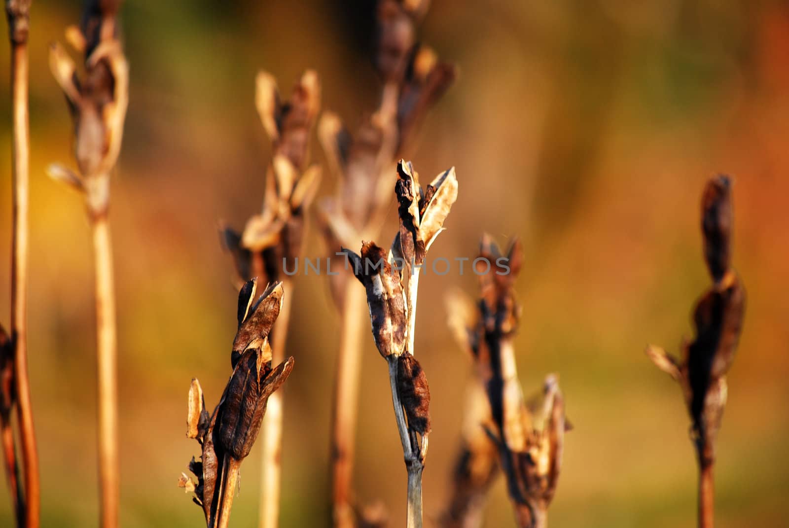 Dry plants in the autumn day, photo taken on a sunny day