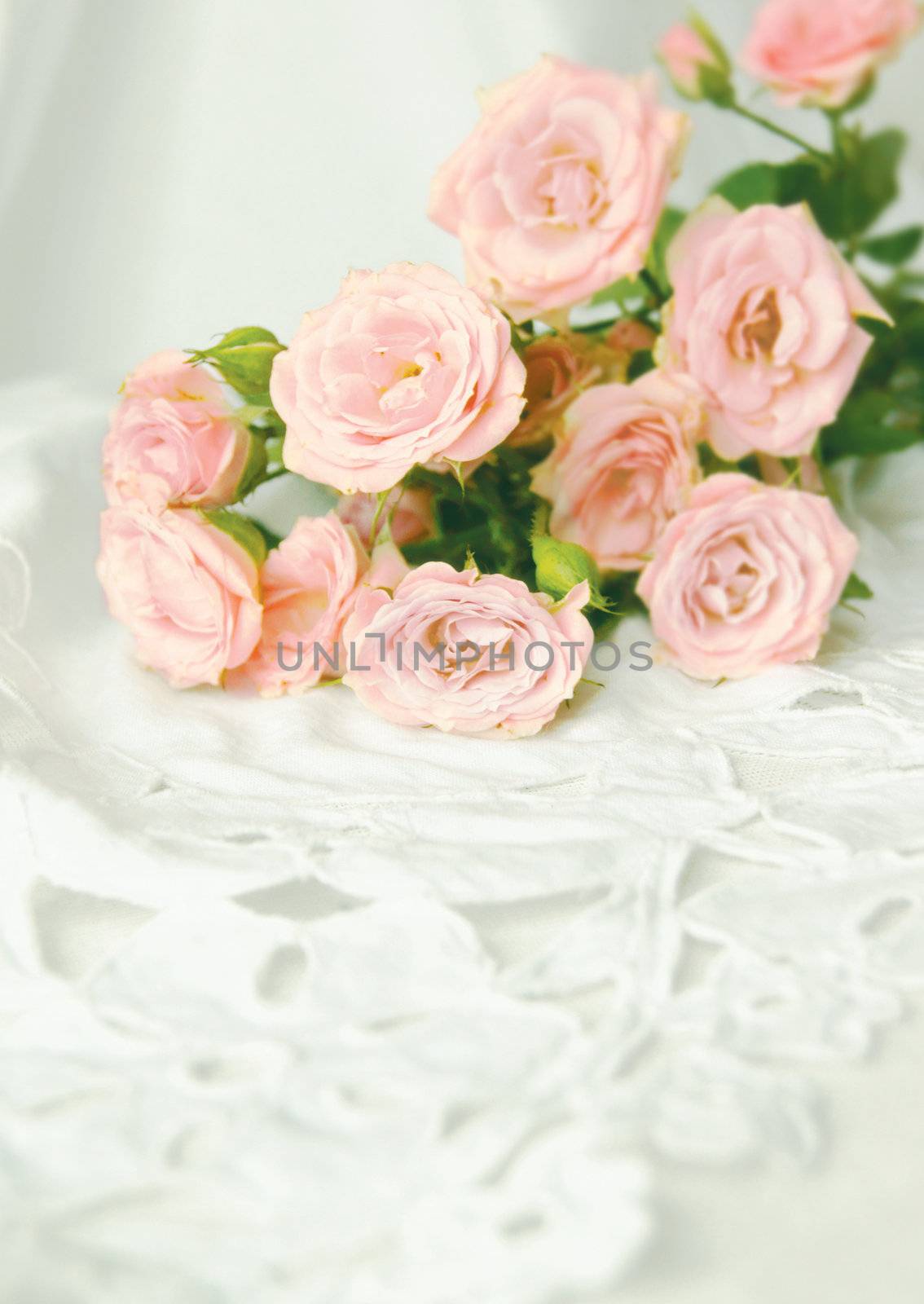 beautiful roses on a white background by lana_art