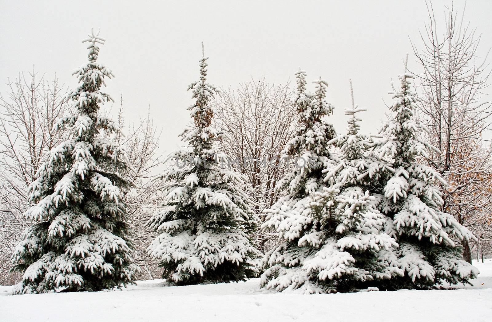 fir tree in snow by Alekcey