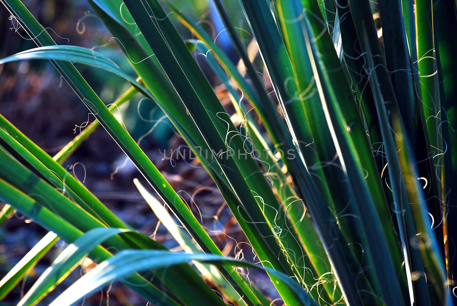 Jagged leaves