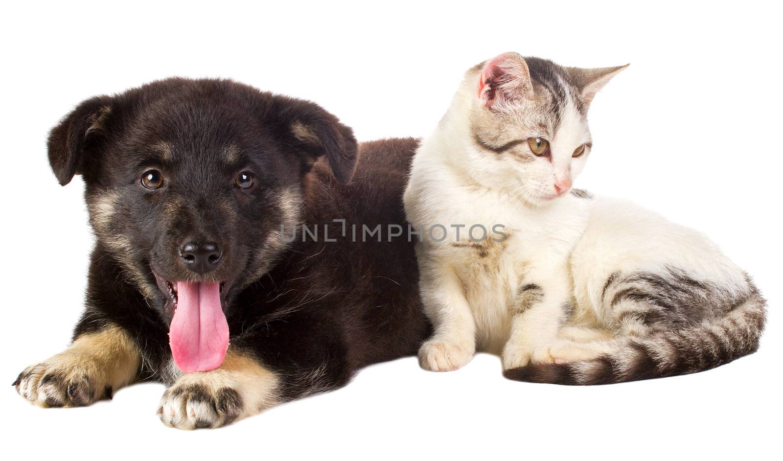 cat and puppy sitting by Alekcey