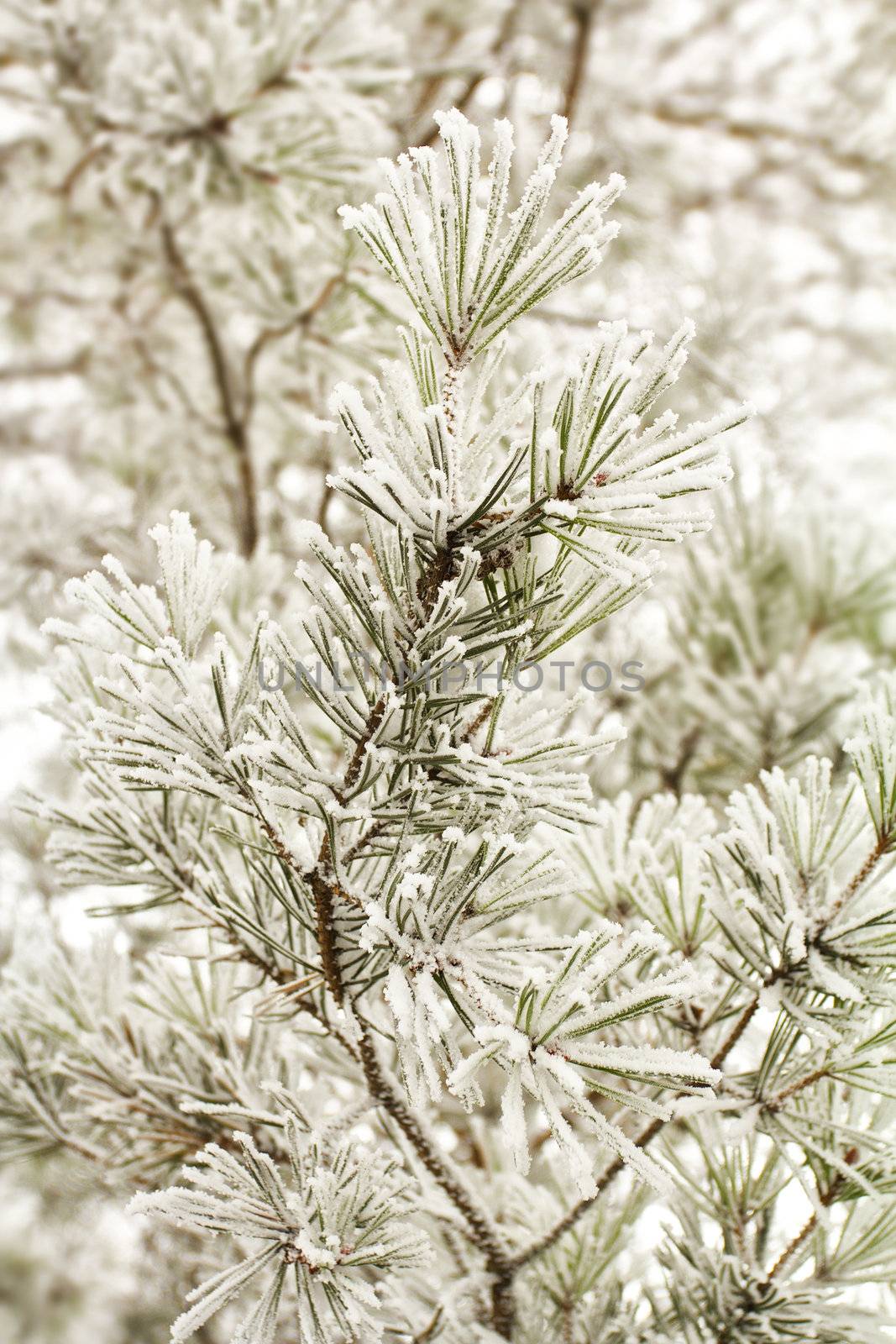 close-up branch of pine with hoar-frost by Alekcey
