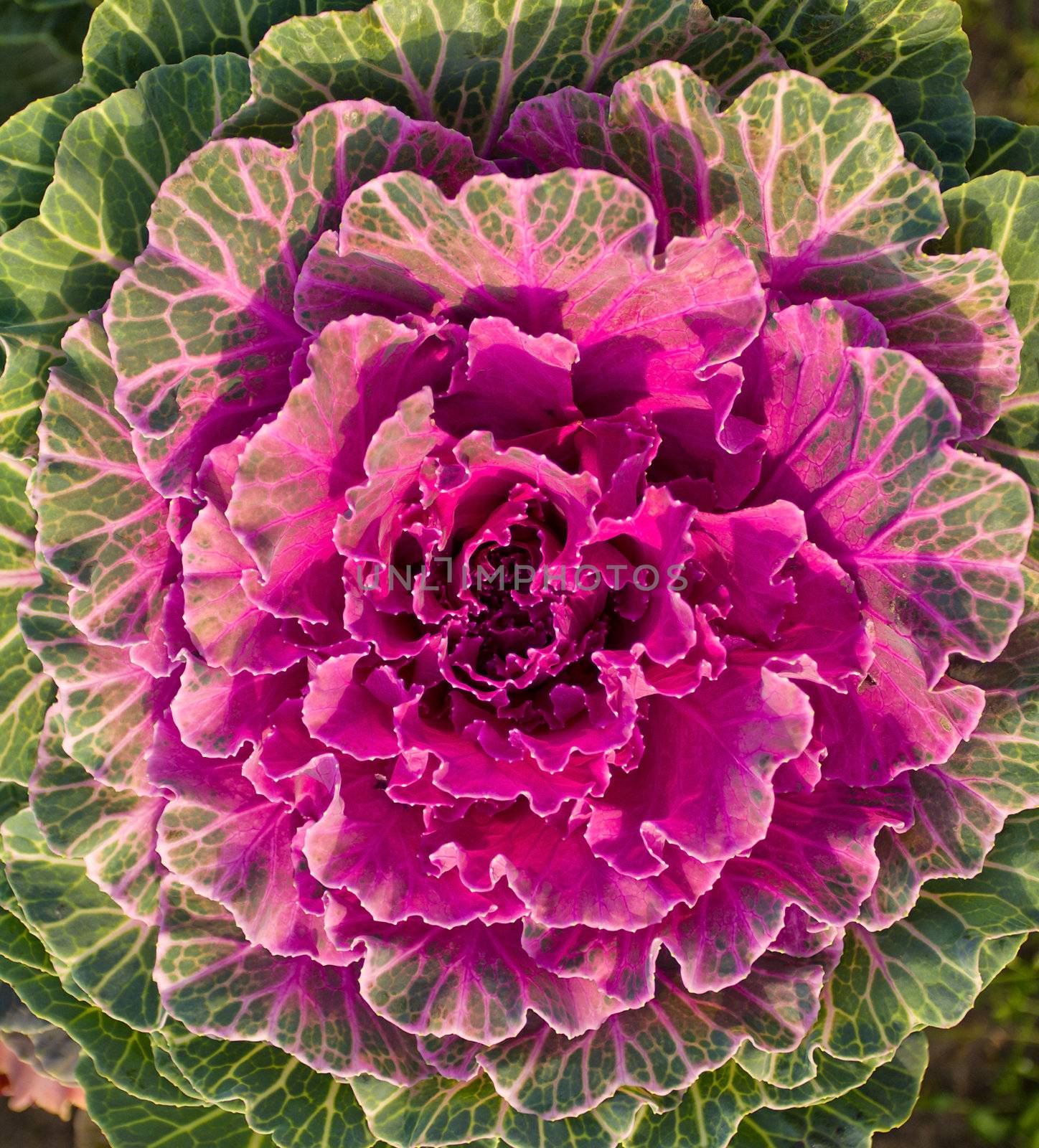 close-up decorative cabbage as flower