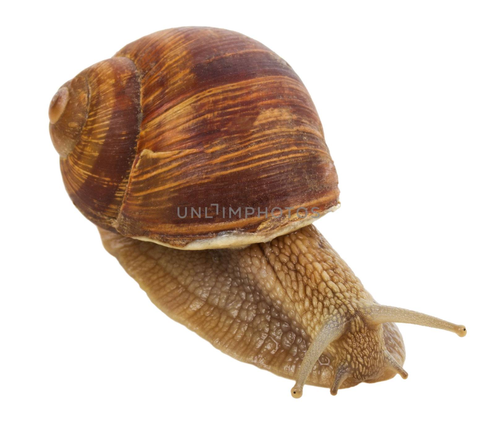 close-up snail, isolated on white