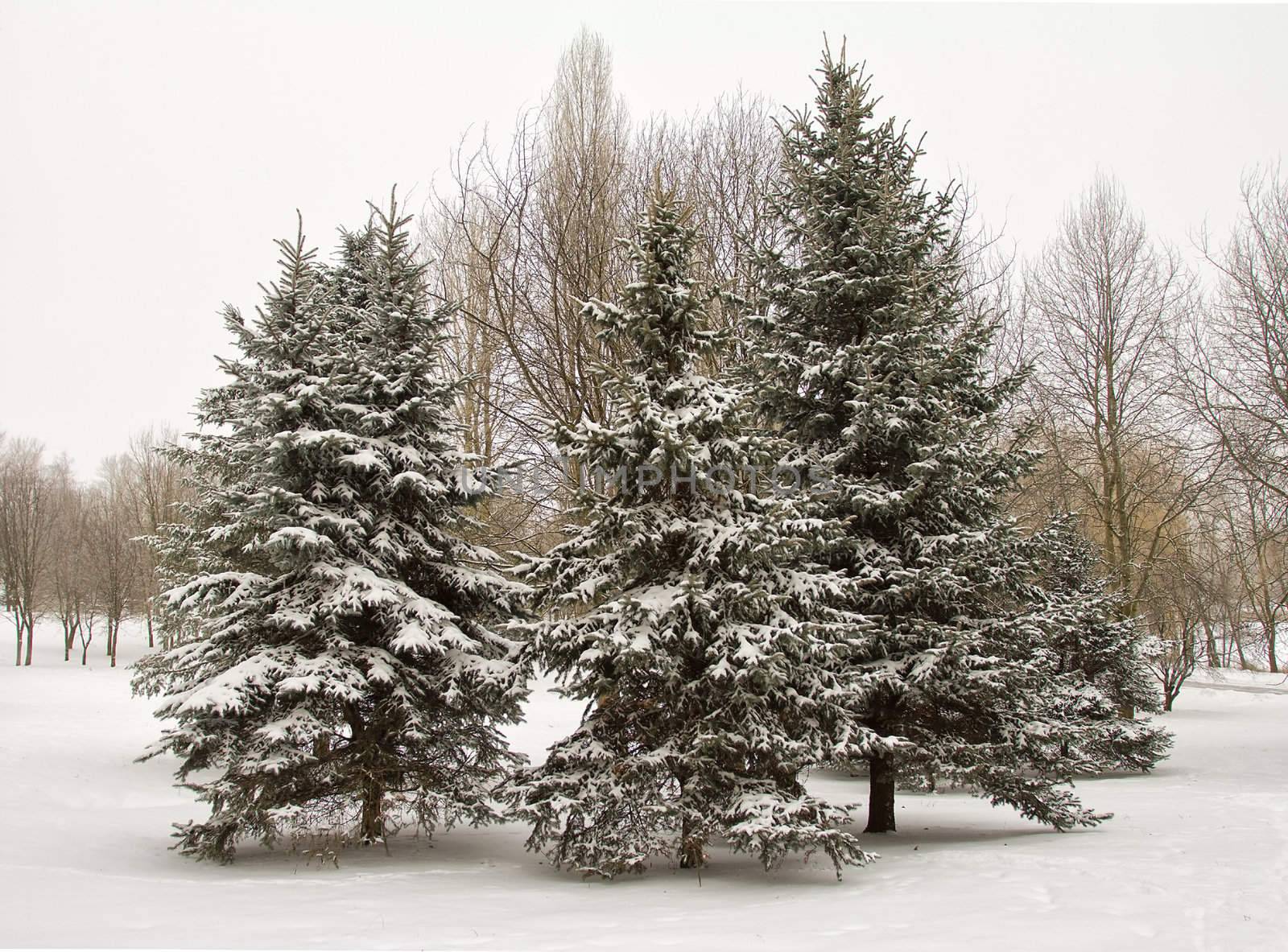 fir trees in snow by Alekcey