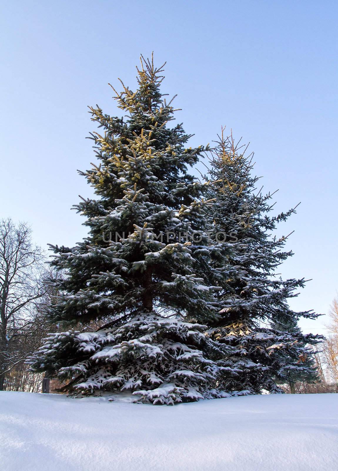 fir tree covered with snow by Alekcey