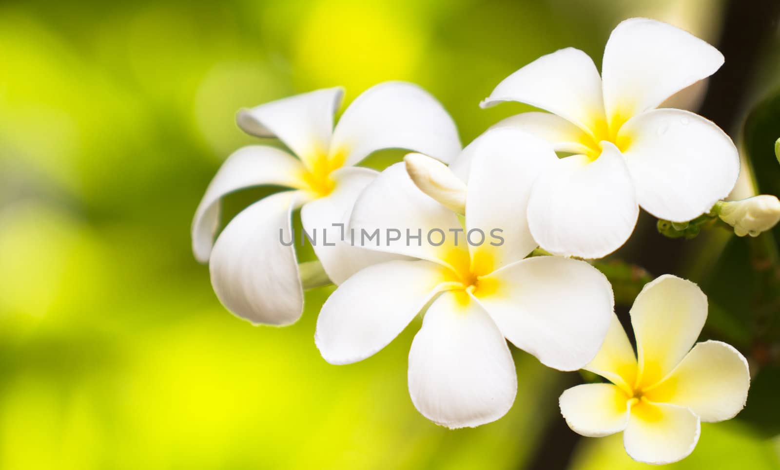 White plumeria on grass by Suriyaphoto