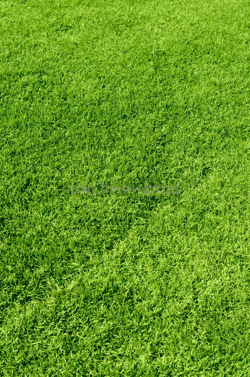 Photo of the beautiful green grass texture