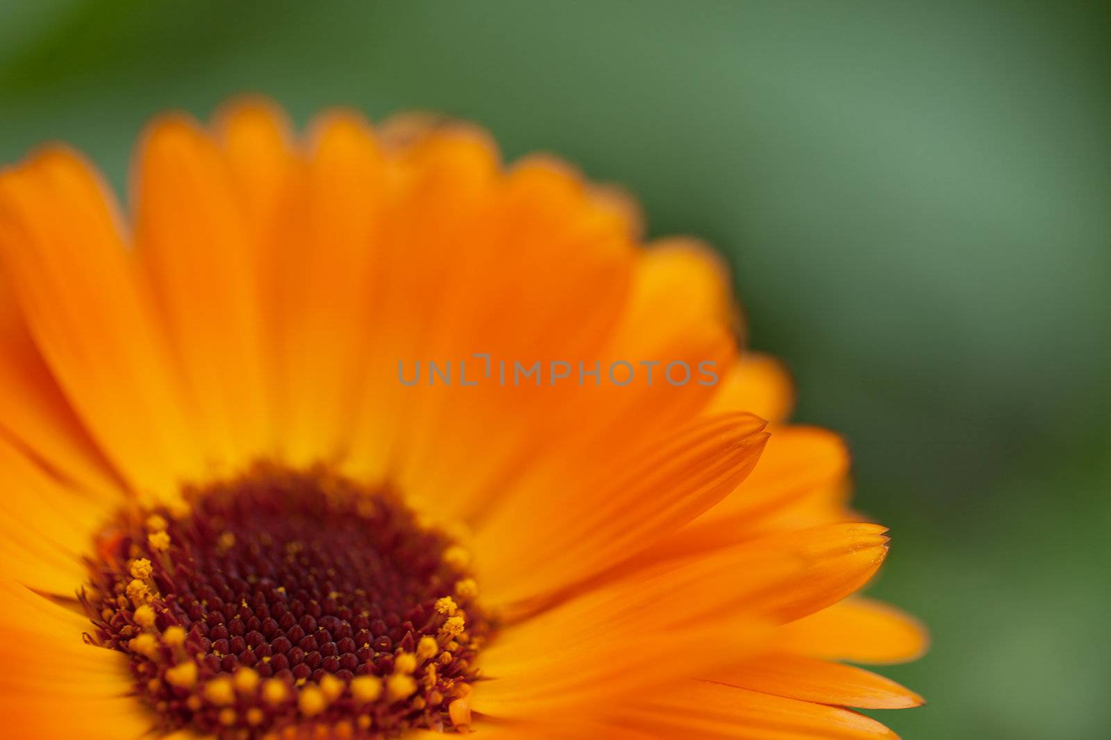 Orange flower on a green background - close-up