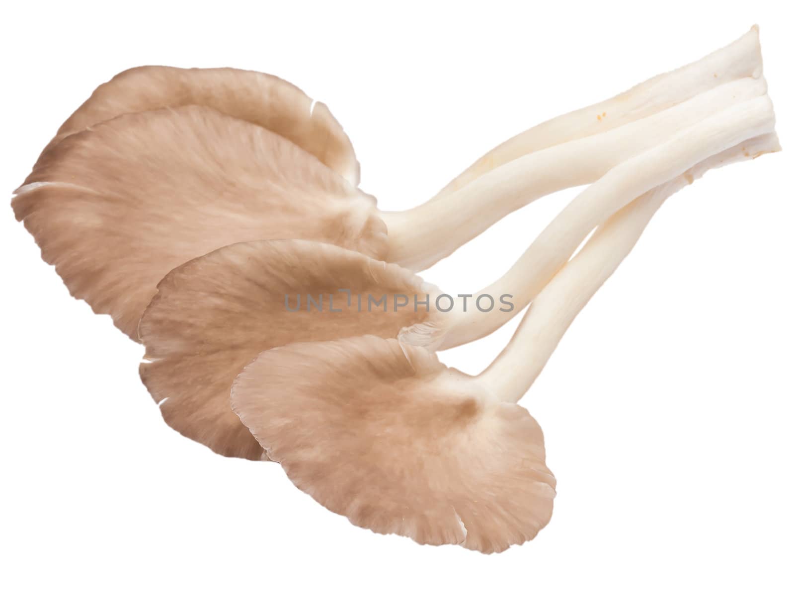 Isolated Mushroom on white background by Suriyaphoto