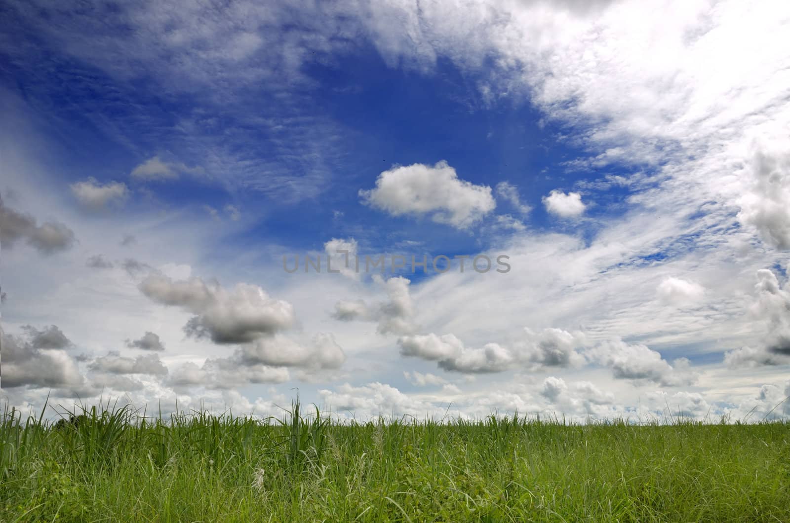 Green field and sky blue with cloud