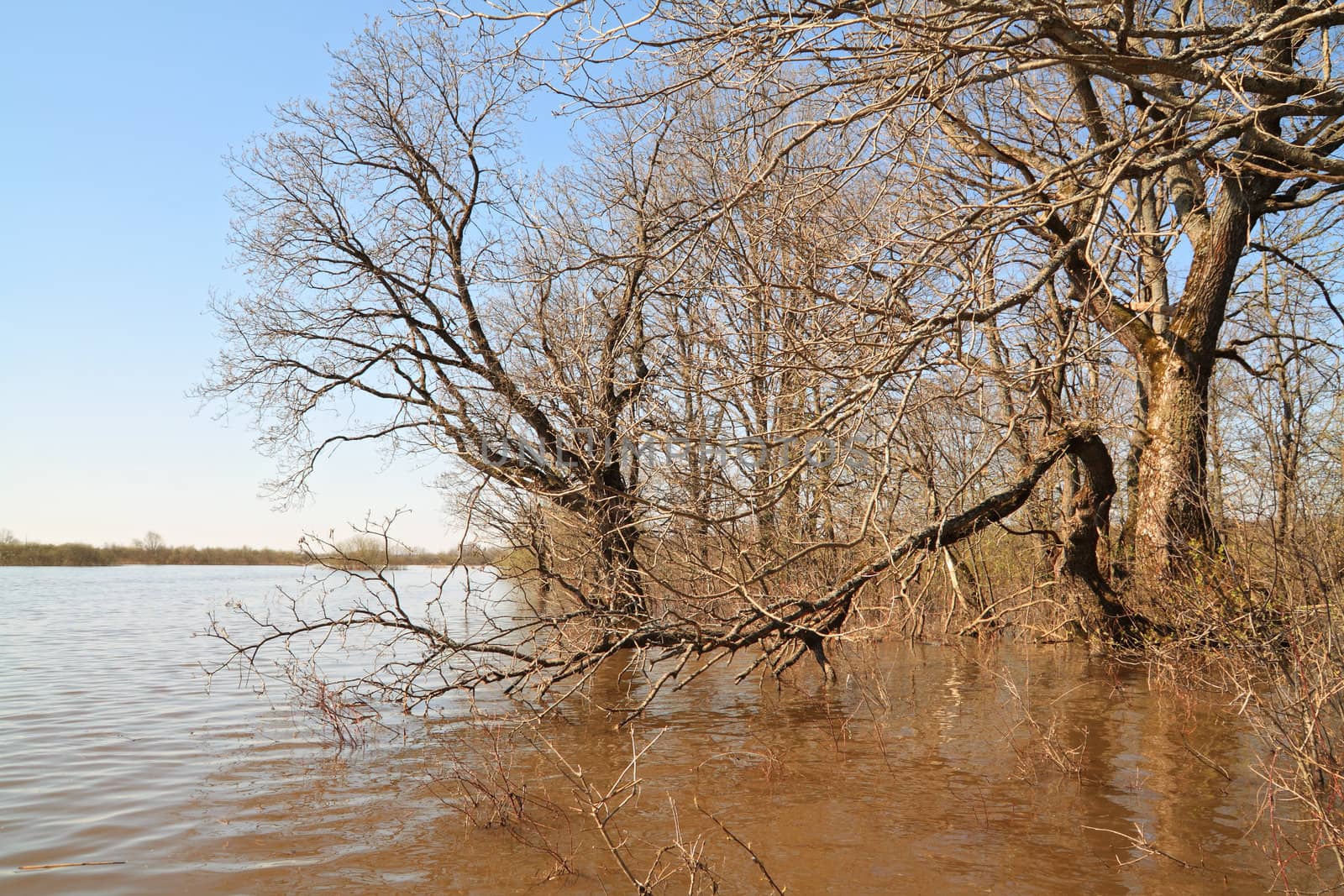 spring flood in oak wood