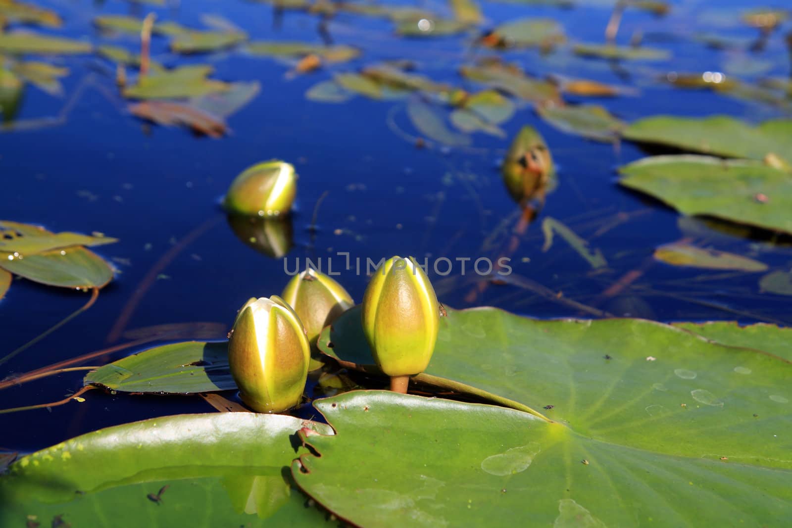 water lilies on small lake