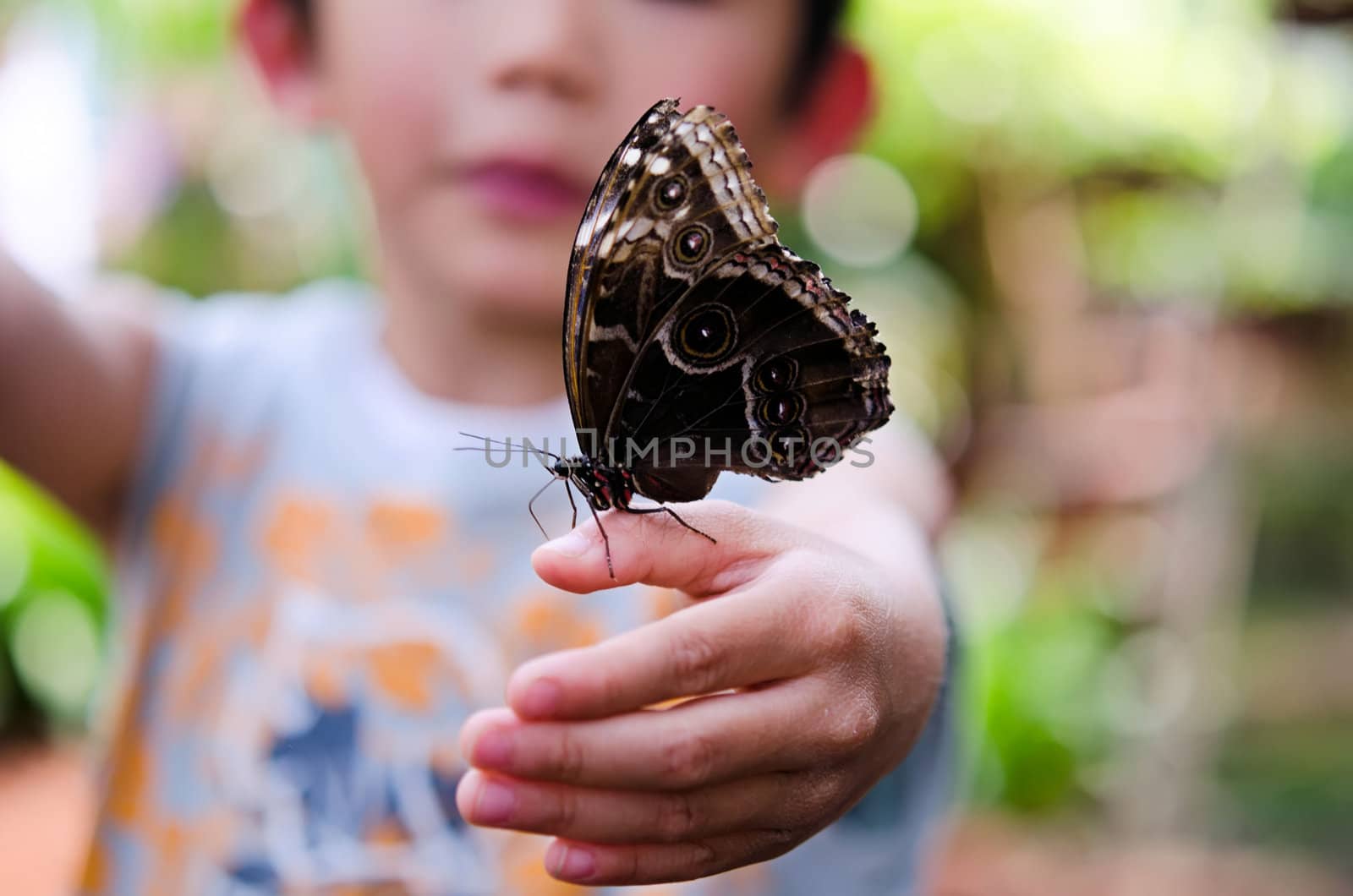 the beautiful butterfly with wings