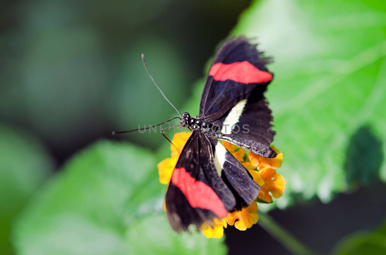 the beautiful butterfly with wings