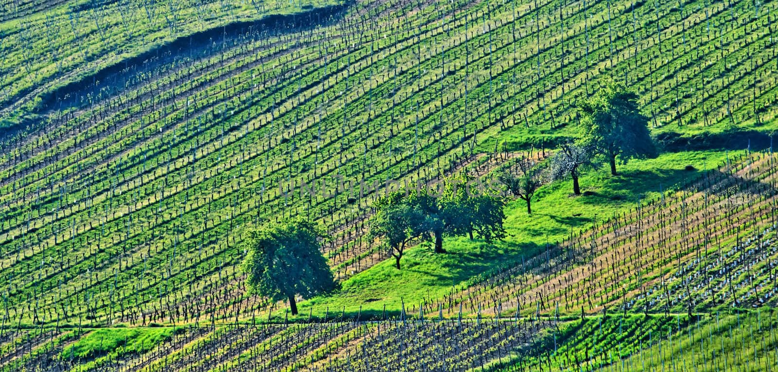 the vineyards of Alsace