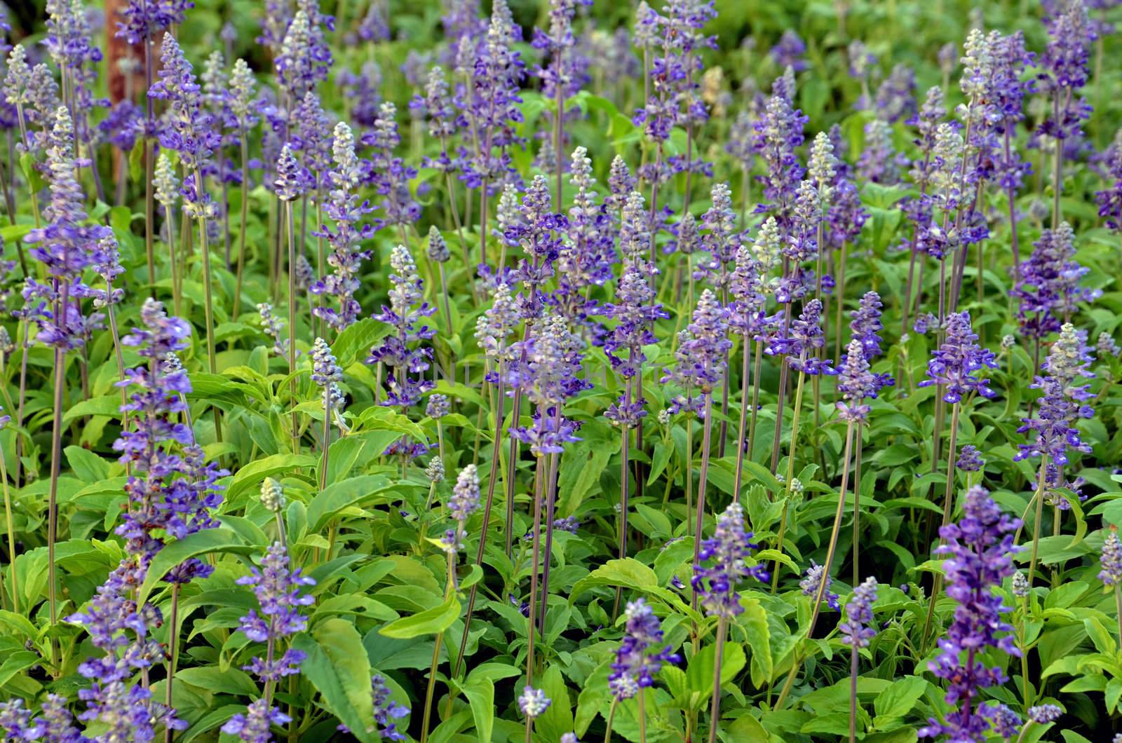 lavender flowers in the garden