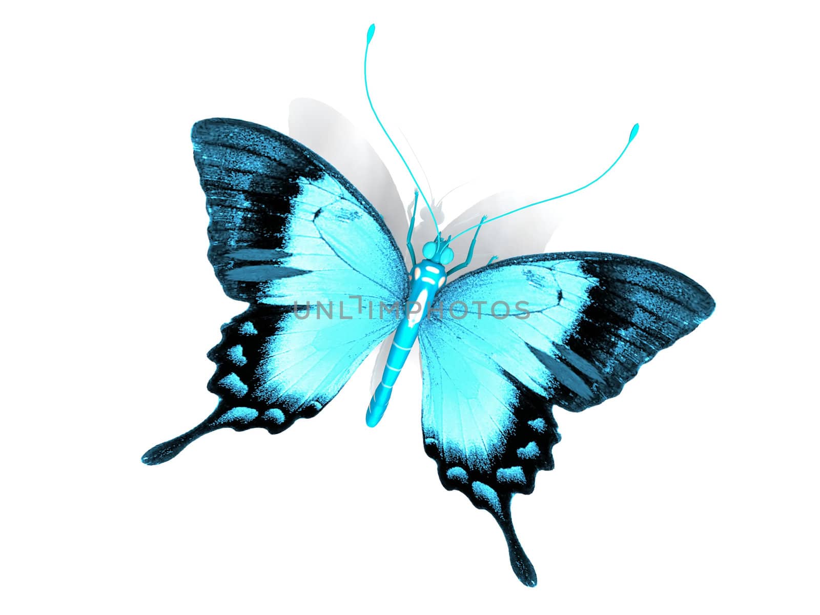 the beautiful butterfly with wings