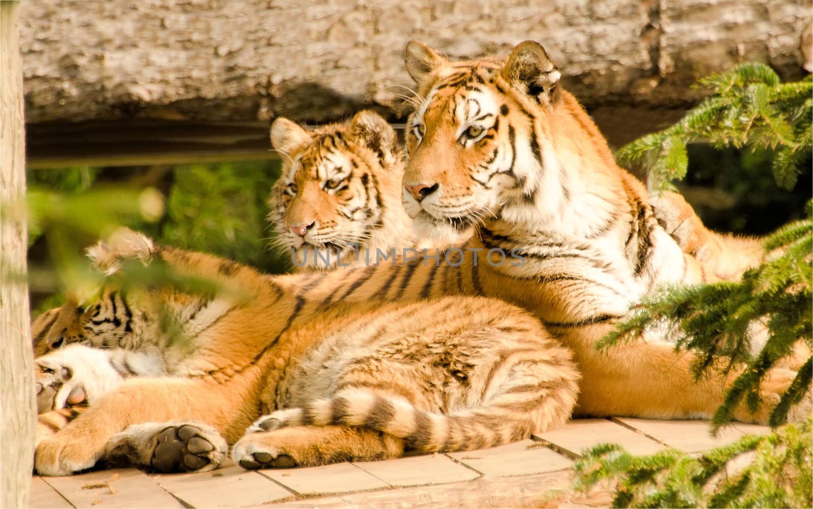 the tigers
