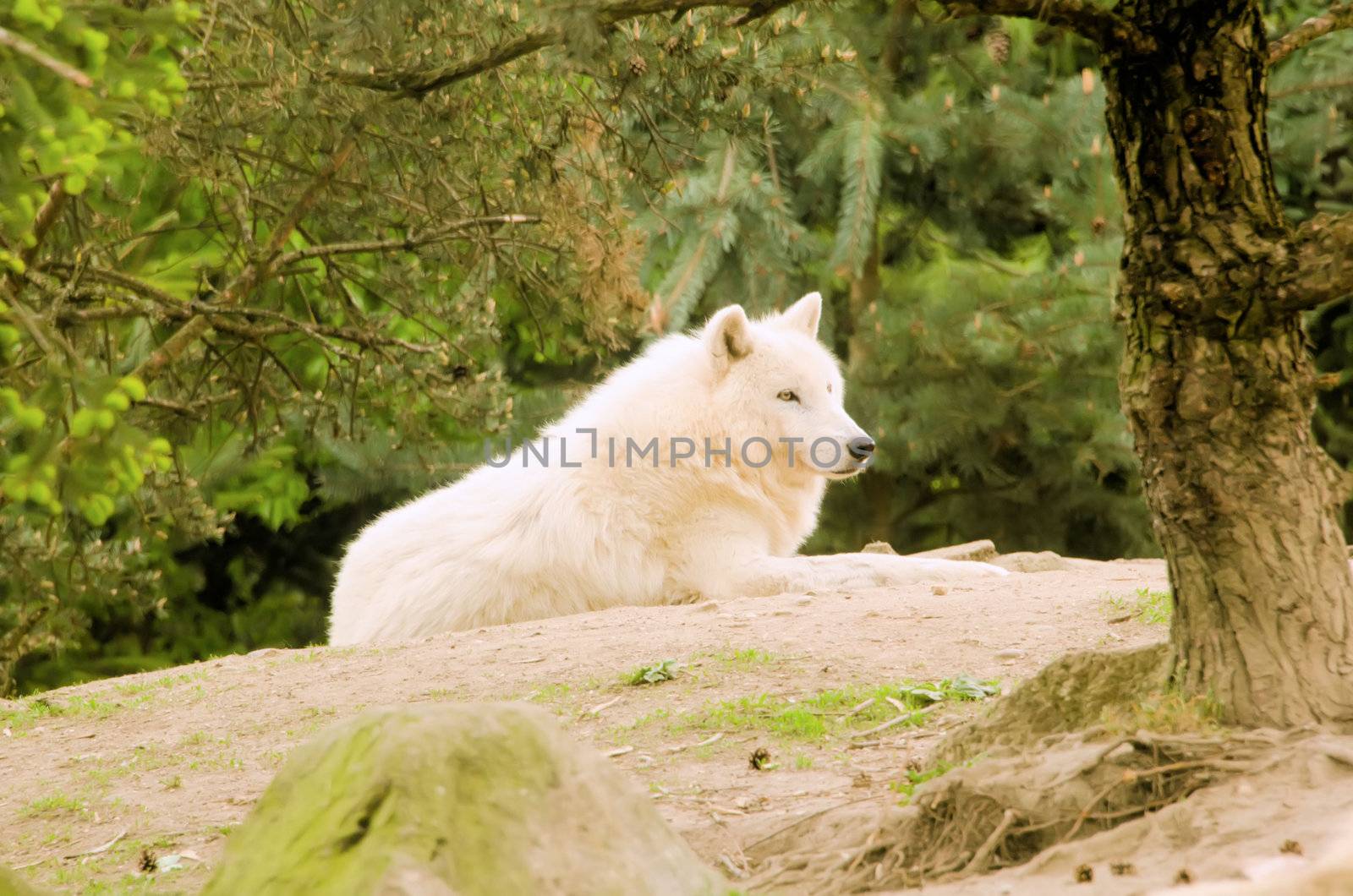 the white wolf