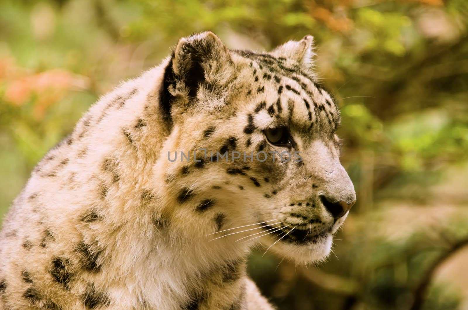 the snow leopard