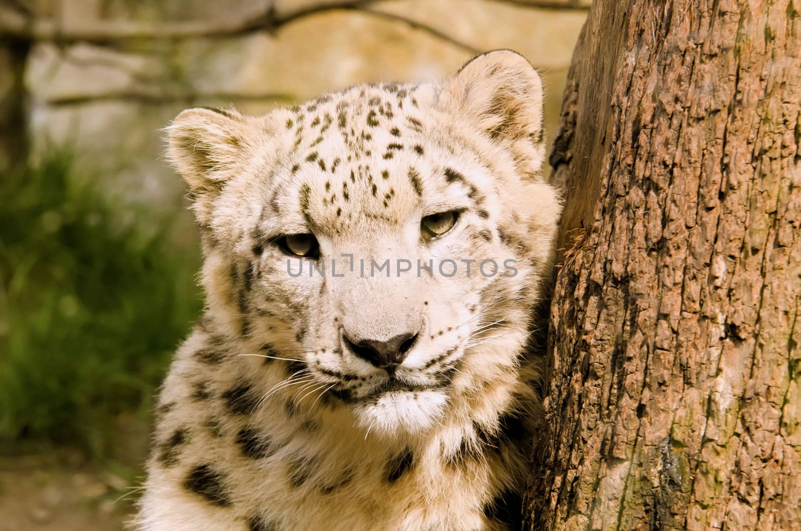 the snow leopard