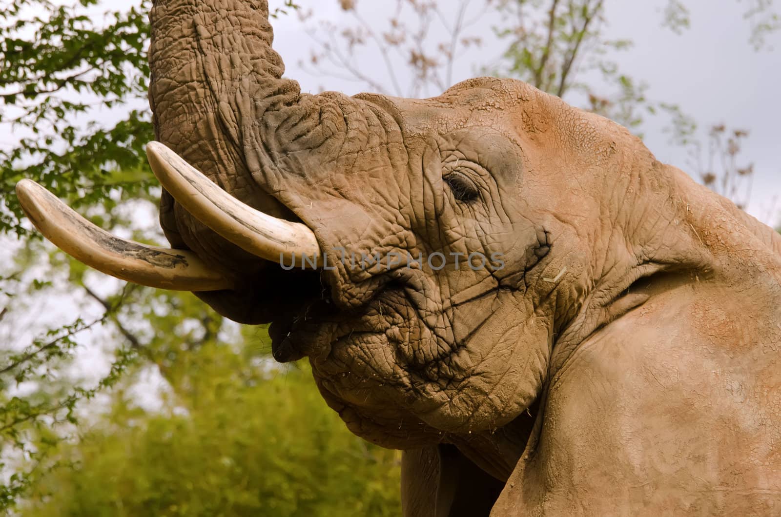 the africa elephant