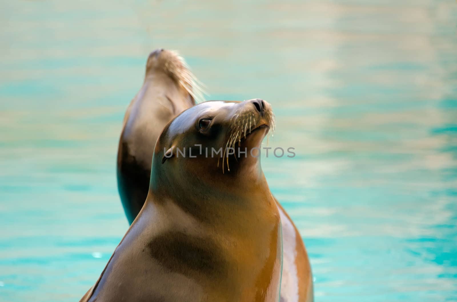 the sea lion