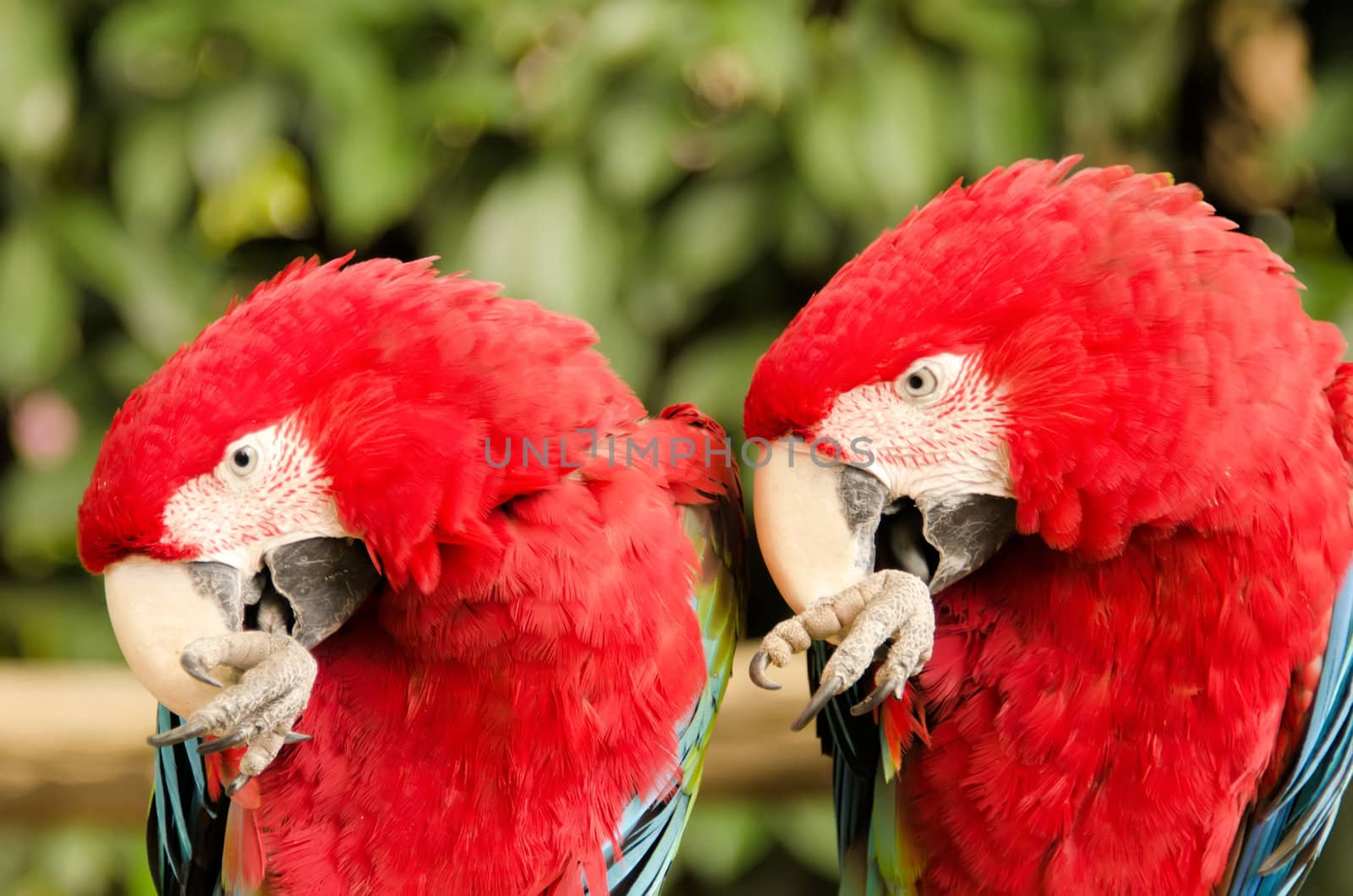 the parrot