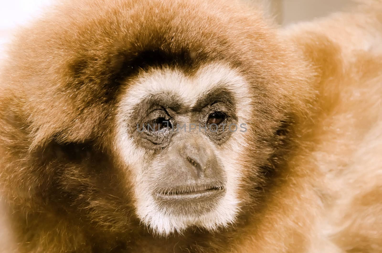 the gibbon