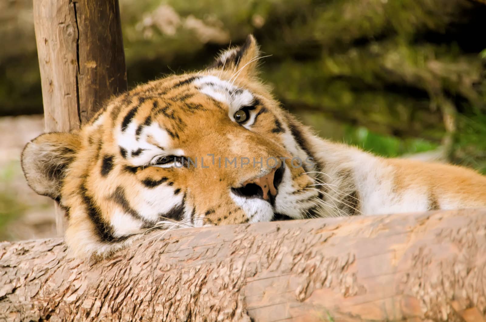 the tiger