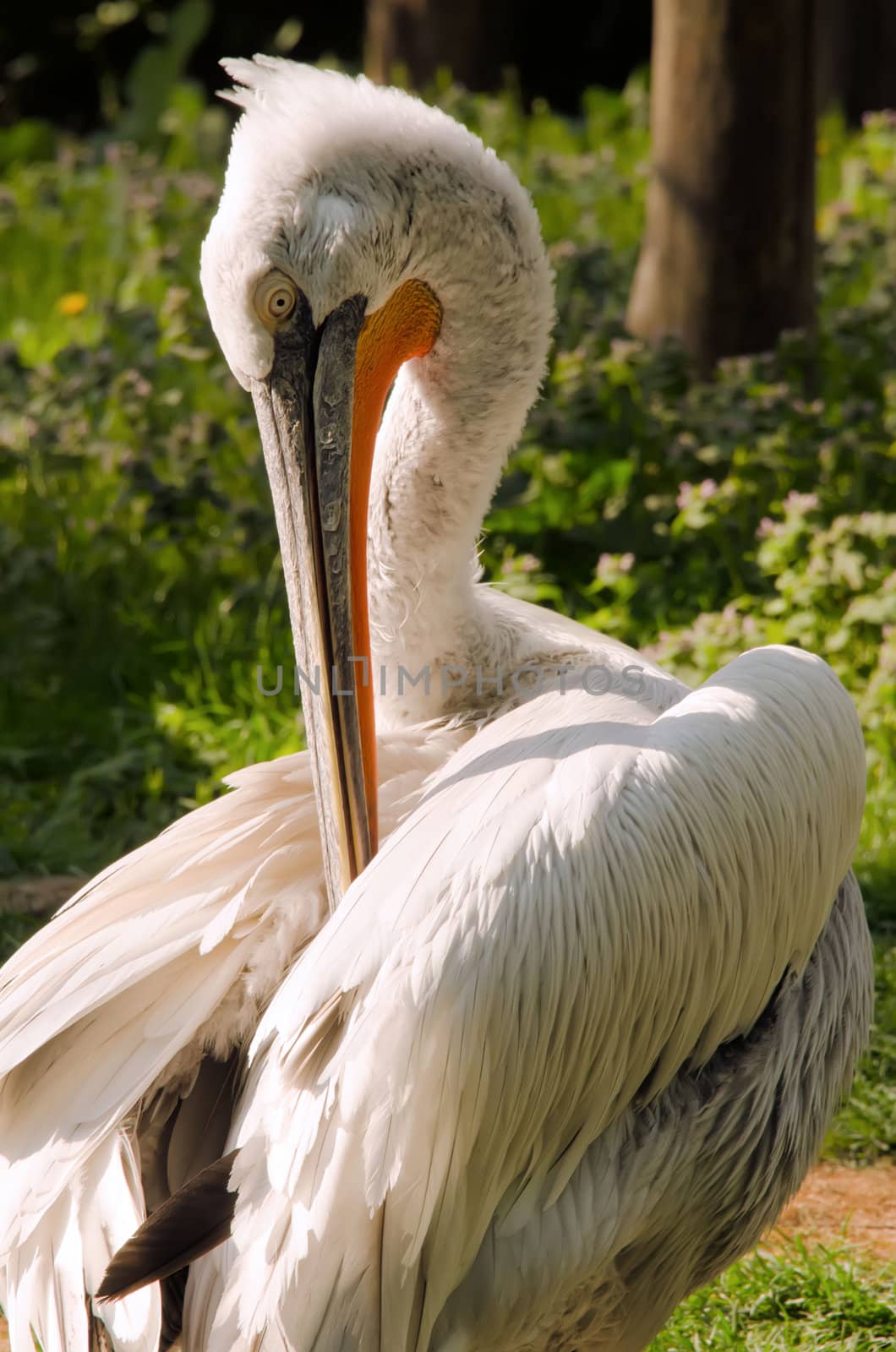 the pelican by njaj