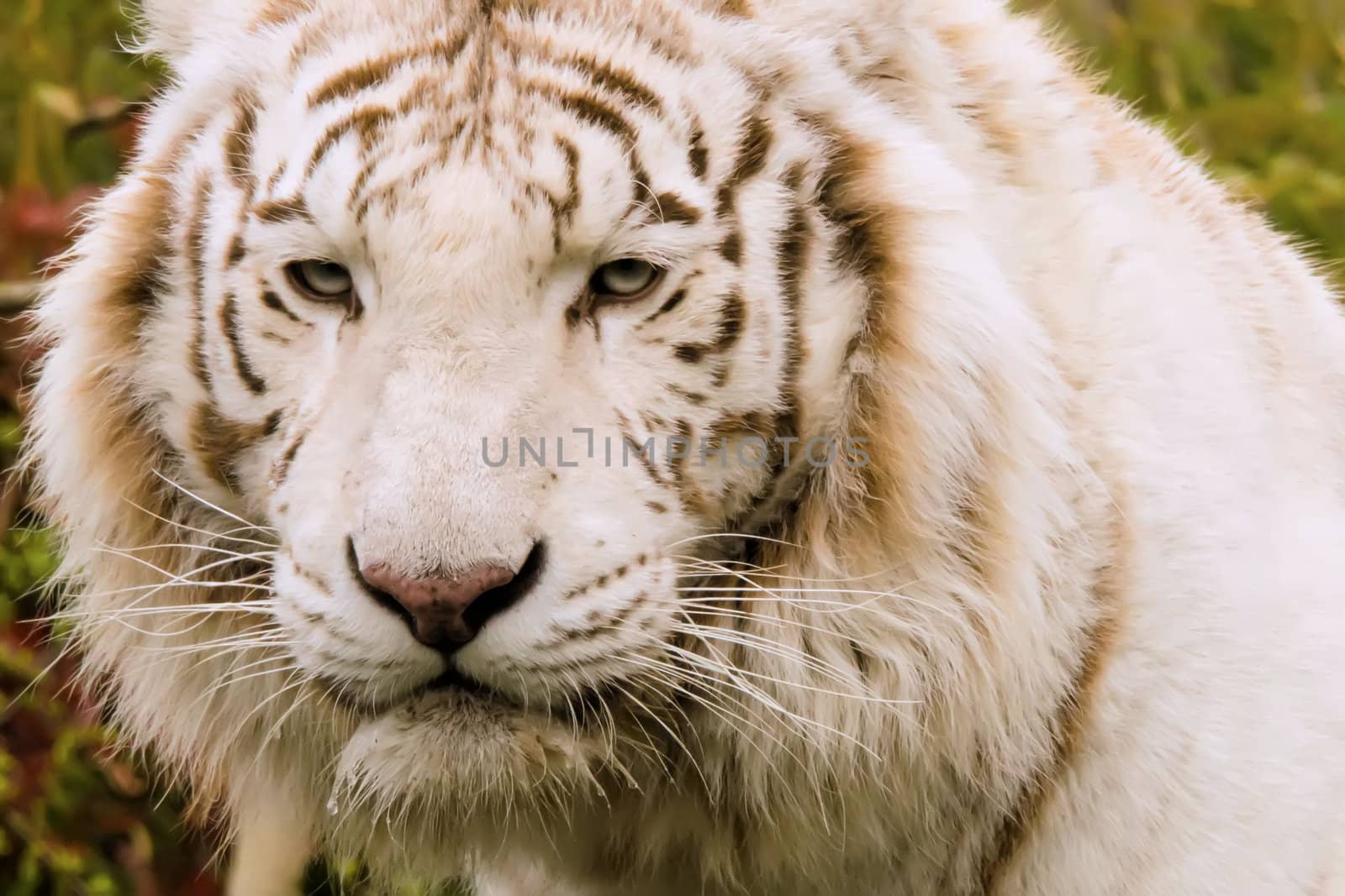 the white tiger