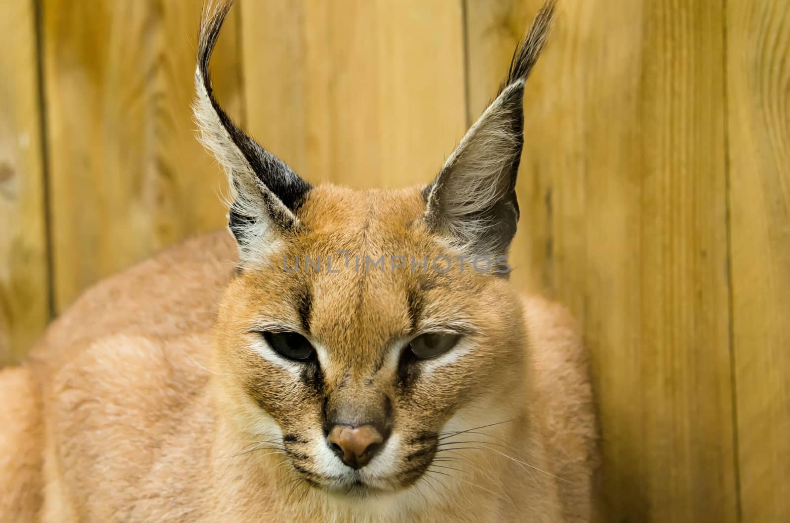 the caracal