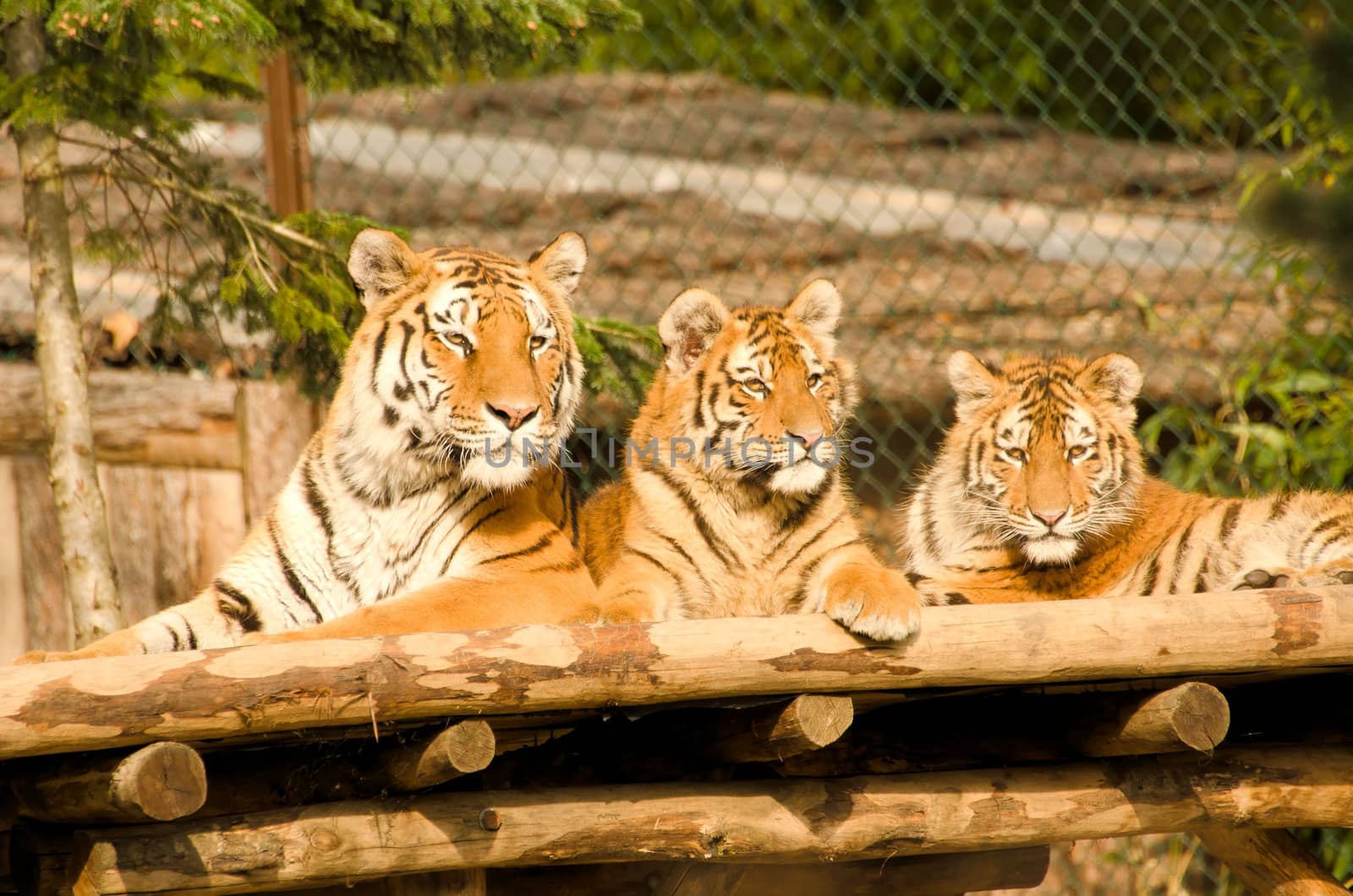 the tigers