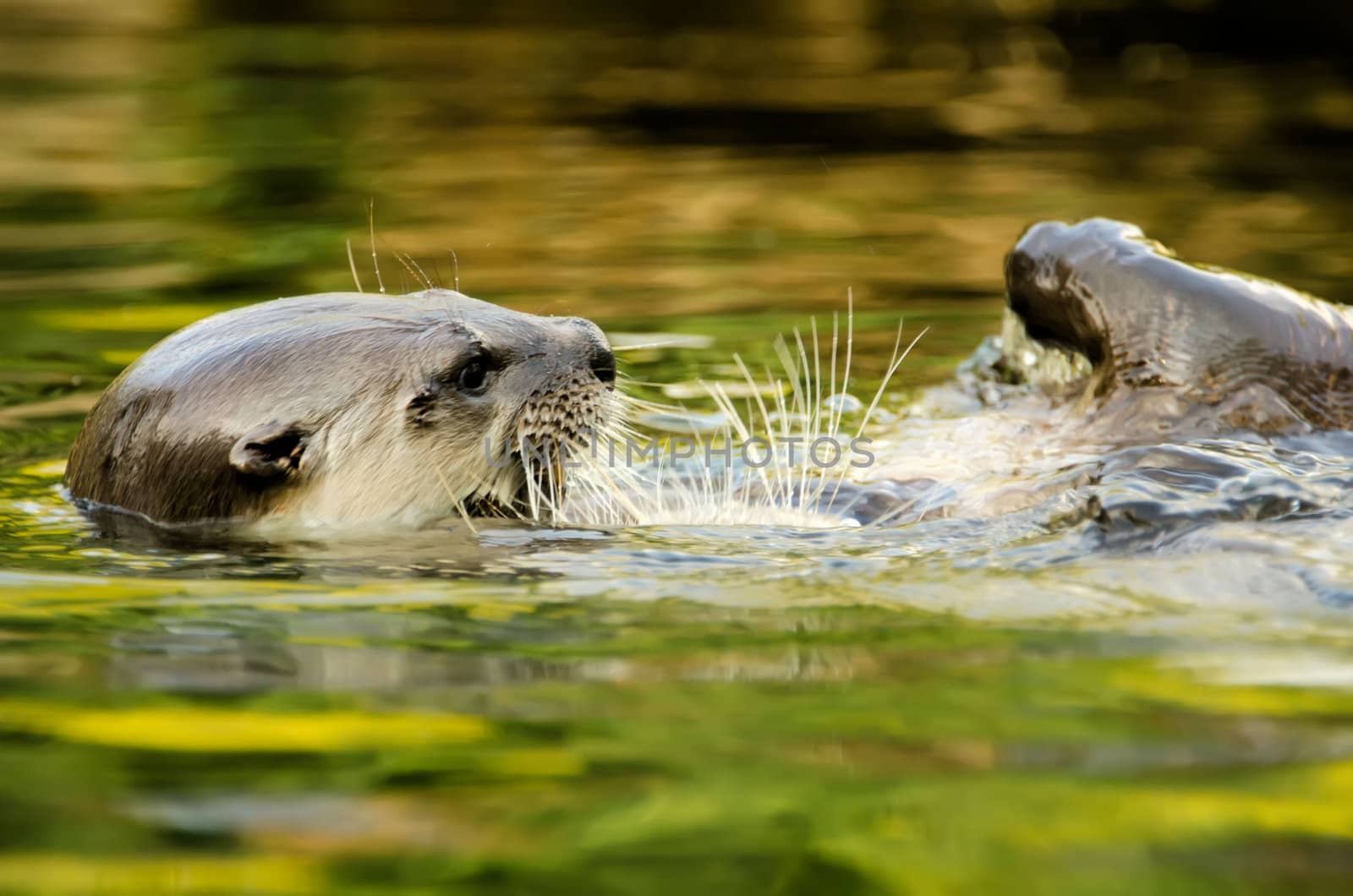 the otters